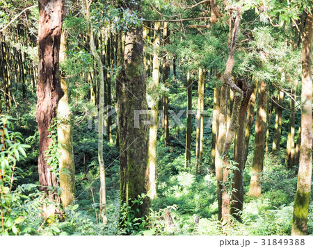 林 森 樹林 31849388