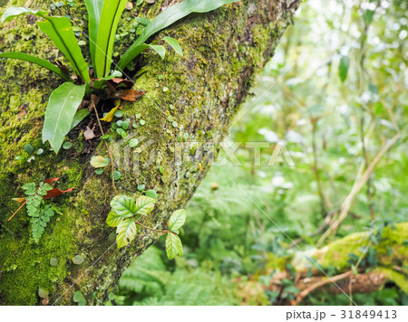 林 森 樹林 31849413