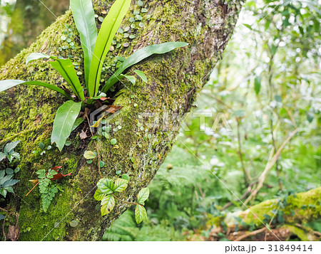 林 森 樹林 31849414