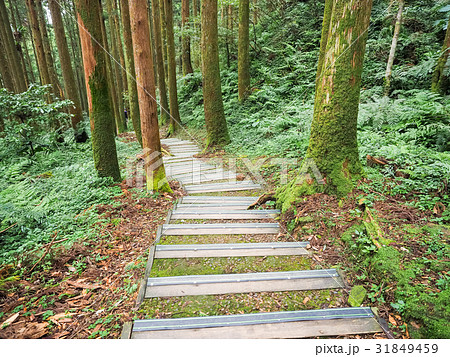 林 森 樹林 31849459