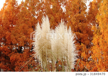 シロガネヨシ。 Pampas grass シロガネヨシ。 Pampas grass 31849470