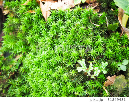 屋外 野外 アウトドア 31849481