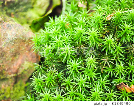 屋外 野外 アウトドア 31849490