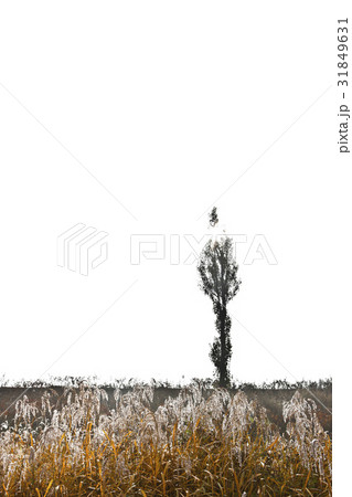 木 堤川市 忠清北道 31849631