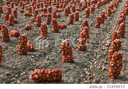 江原道 田畑 タマネギ 31849633