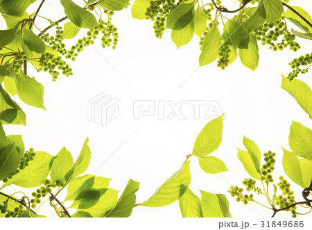 ローアングル 植物 五味子 31849686