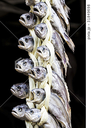 乾燥 イシモチ 束 31849698