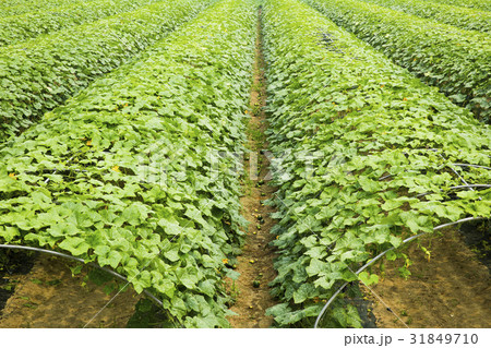 京畿道 キョンギド 田畑 31849710