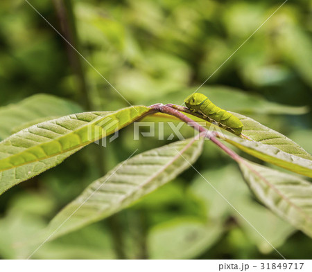幼虫 葉 クローズアップ 31849717