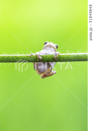 動物 とっつき ぶら下がる 31849848