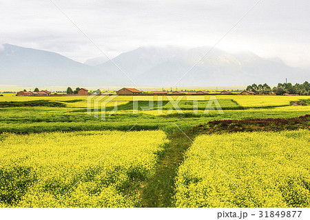 菜種 菜種畑 中国の 31849877
