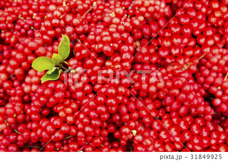 五味子 食べ物 フード 31849925