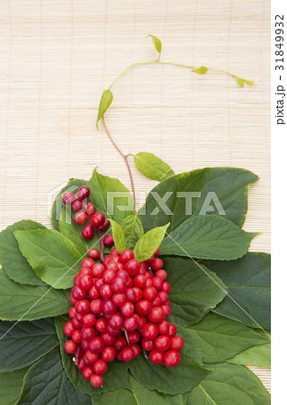 実 五味子 葉 31849932