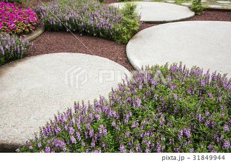 シソ 順天湾庭園 順天市 31849944