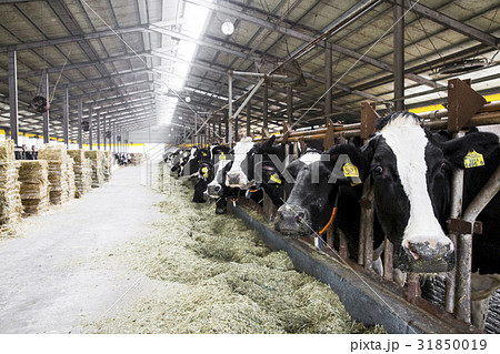 京畿道 キョンギド 龍仁市 31850019