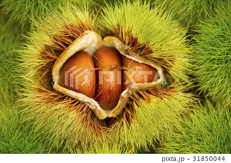 いがぐり 実 静物 31850044