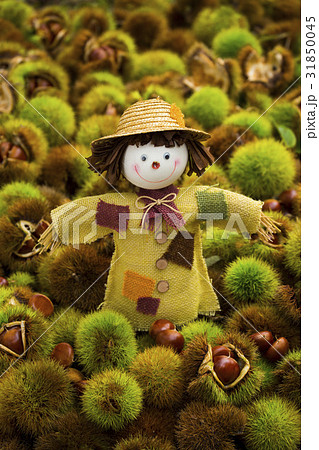 秋 いがぐり 韓国 31850045