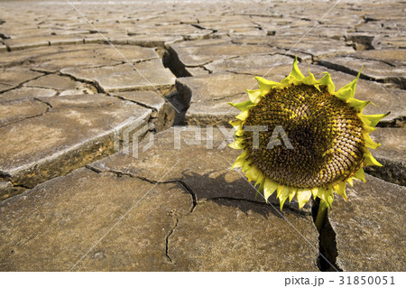 干ばつ 割れ 仁川 31850051