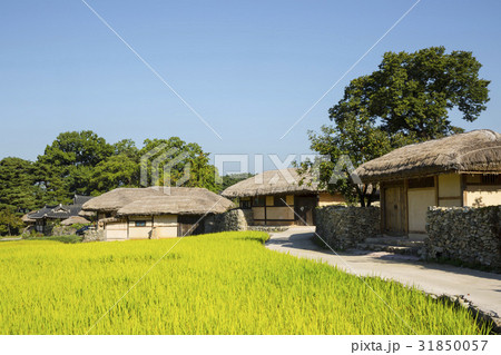 ノン 稲 ウェアム民俗村 31850057