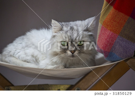 猫 動物 ペット 31850129