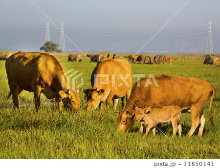 京畿道 キョンギド 小 31850141