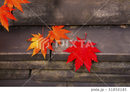 秋 タイル 紅葉 31850185