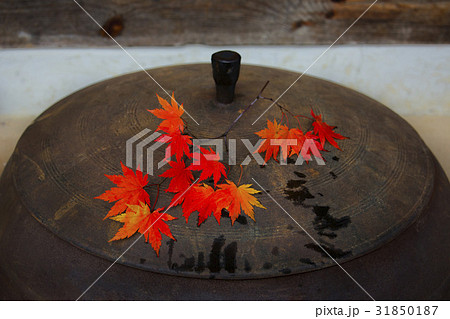 釜 紅葉 カエデの葉 31850187