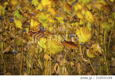 秋 植物 ハスの実 31850199