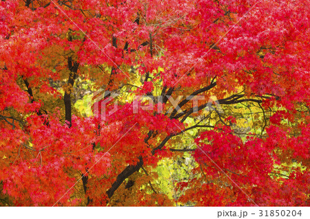 秋 木 紅葉 31850204