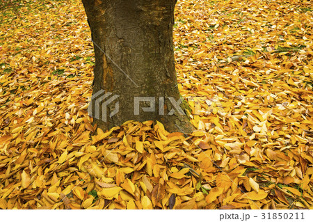 秋 木 葉 31850211