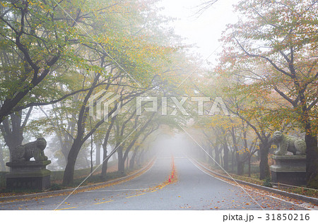 道路 霧 韓国 31850216