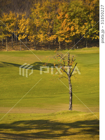 感 柿の木 京畿道 31850227