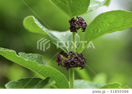 花 ベクミコト 野生の花 31850366