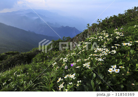 江原道 大青峰 風花 31850369