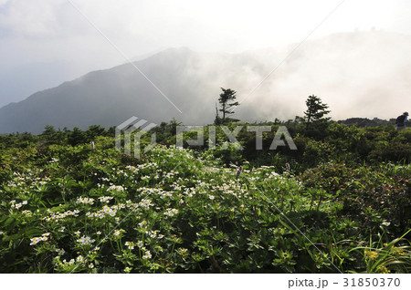江原道 大青峰 風花 31850370
