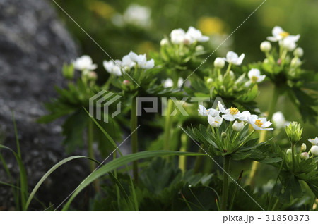 江原道 風花 野生の花 31850373