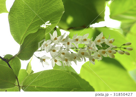花 野生の花 ハクウンボク 31850427