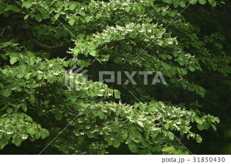 枝 花 葉 31850430