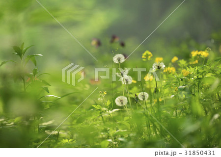 タンポポ クローズアップ 草 31850431