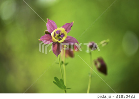 花 オダマキの花 野生の花 31850432