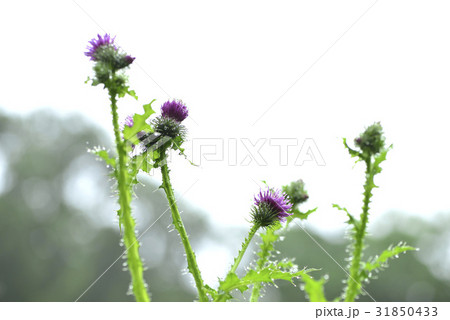 花 野生の花 クローズアップ 31850433