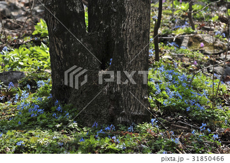 花 野生の花 クローズアップ 31850466