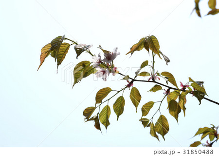 花 木 山桜 31850488