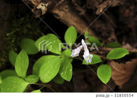 花 野生の花 クローズアップ 31850554