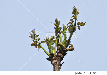 タラの芽 植物 自然 31850555