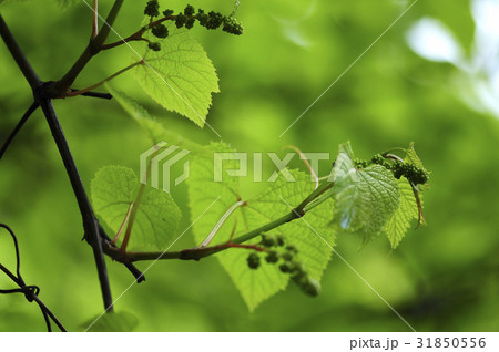 モル フォーカス 実 31850556