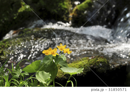谷 同意ハーブ 野生の花 31850571