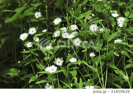 花 野生の花 王ハコベ 31850626