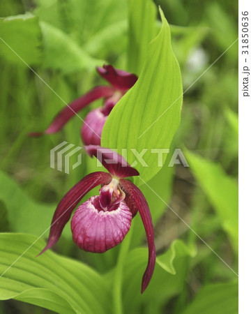 ゲブルアル花 花 野生の花 31850636