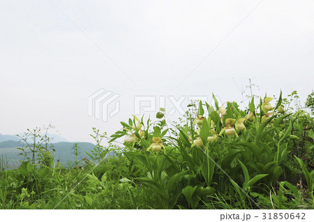 ゲブルアル花 花 野生の花 31850642